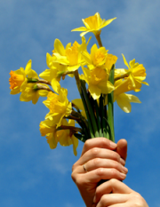 Fresh yellow daffodils