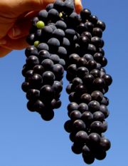 Fresh concord grapes