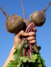 Fresh beets with greens