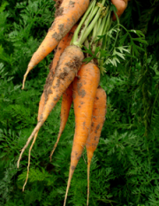 Fresh organic carrots