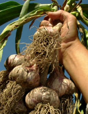 Fresh bulbs of garlic
